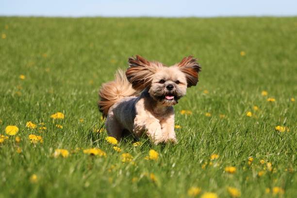 istock running lhasa apso in the garden 956099294