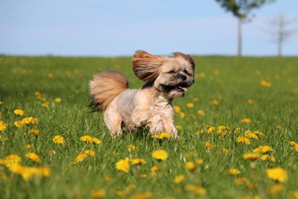 istock running lhasa apso in the garden 956099302