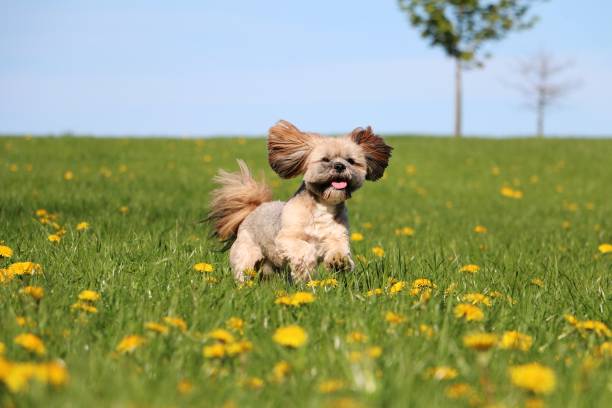 istock running lhasa apso in the garden 956099308