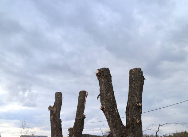istock tops of cut trees against the sky 956099764