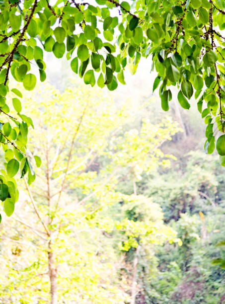 istock Fresh green leaves in springtime 956099976