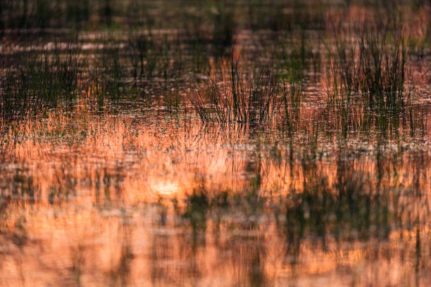 istock Morning sunlight reflected in grassy wetland. 956100026