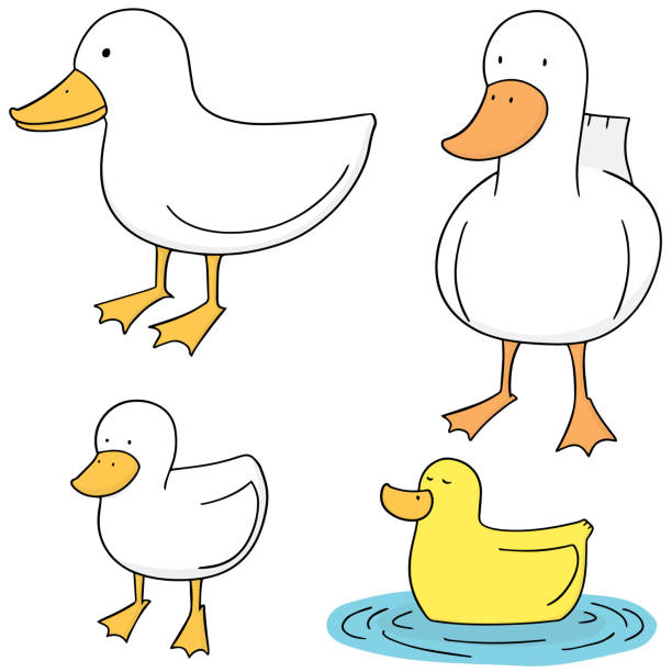 kaczka - duck beak humor drawing stock illustrations