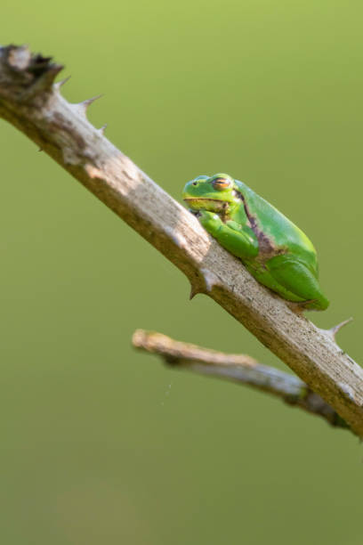 istock European tree frog (Hyla arborea) on stem of blackberry bush. 956100340