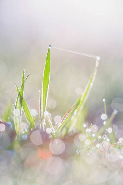 istock Blades of grass with dewdrops at sunrise. Macro shot. 956100406