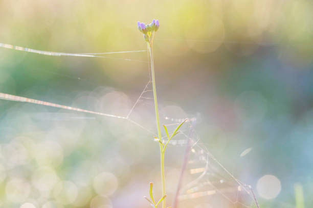 Cuckooflower with cobweb and blurred dewdrops at sunrise. Macro shot.