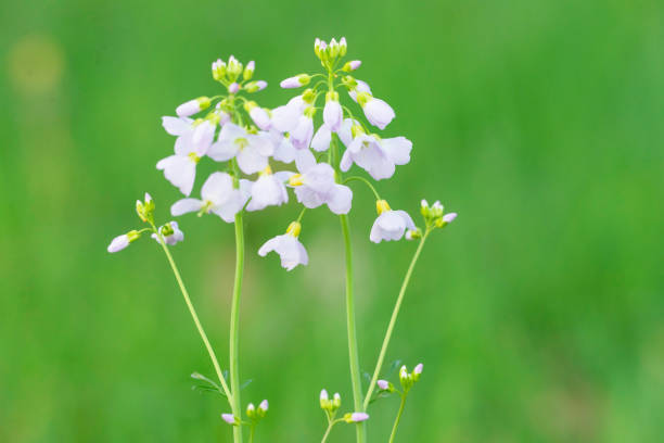 istock Cuckooflower (Cardamine pratensis) in field. Macro shot. 956100510