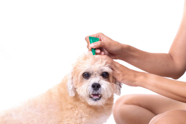 istock tick and flea prevention for a dog isolated on white background 956100820