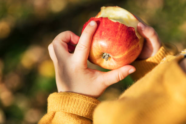 niña en un huerto con una manzana roja - apple orchard child apple fruit fotografías e imágenes de stock