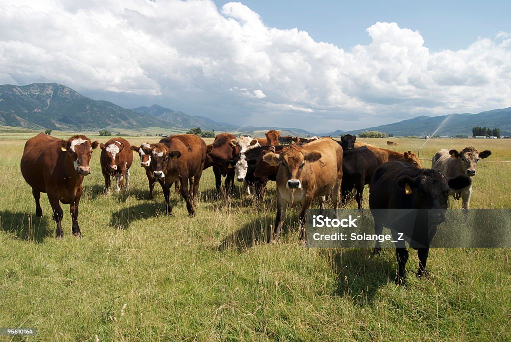 Kühe auf einer Viehweide - Lizenzfrei Idaho Stock-Foto