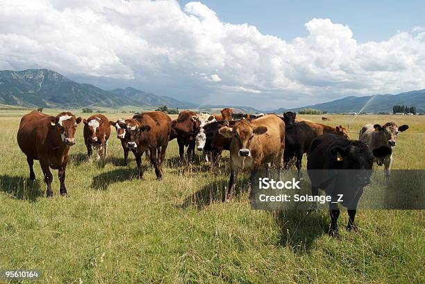 Vacas Em Um Pasto - Fotografias de stock e mais imagens de Idaho - Idaho, Gado - Mamífero ungulado, Quinta de Laticínios