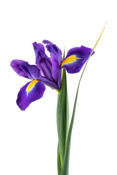 istock Beautiful dark purple iris flower 956104734