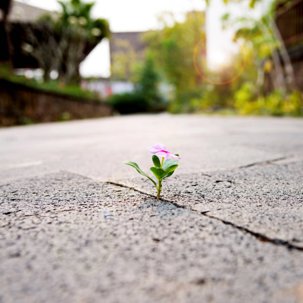 istock Wild flower growing through crack in the  tiled pavement 956104832