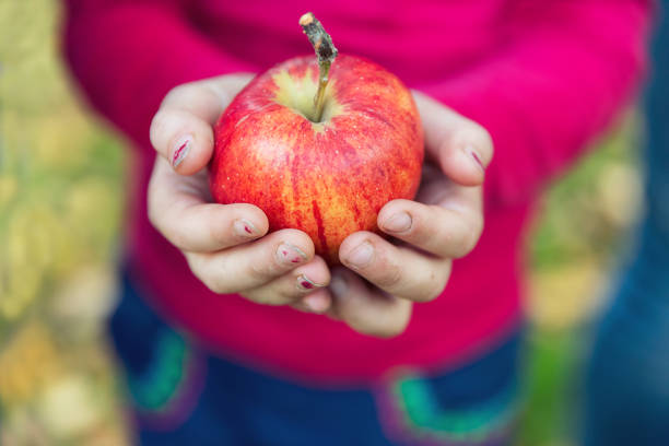 The ripe apples will be harvested soon.