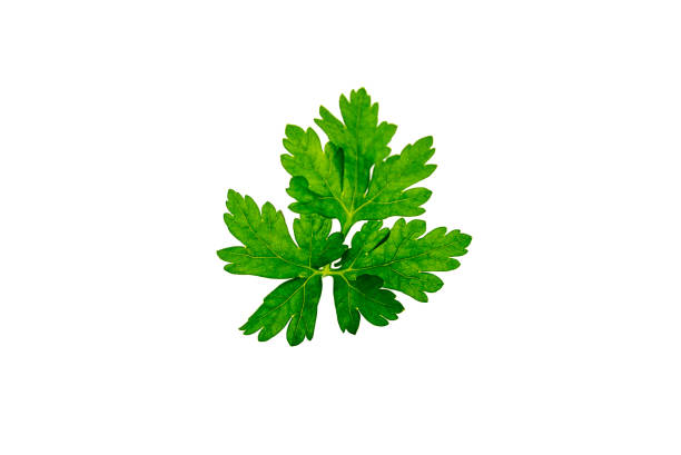 istock parsley leaves on isolated white background 956106060