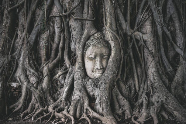 istock Head of Buddha statue in the tree roots 956106520