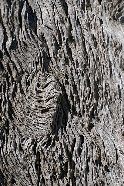 Driftwood stock photo