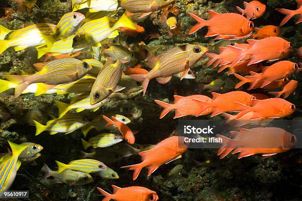 Cave Con Shoal Di Snappers Breams E Soldierfishes Nelle Maldive - Fotografie stock e altre immagini di Animale