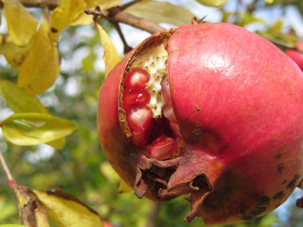 istock Single red pomegranate fruit on the tree in leaves . Particular view of inside red berries 956110790