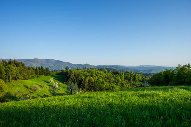 istock Germany, Endless view on green tree landscape in springtime in black forest nature region 956114510