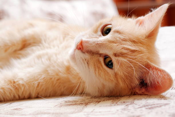 istock lazy ginger cat rolling on the couch, closeup 956117516