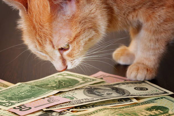 istock ginger cat examining a heap of various dollar banknotes 956117856