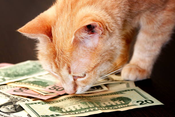 istock ginger cat sniffing a heap of various dollar banknotes 956117918