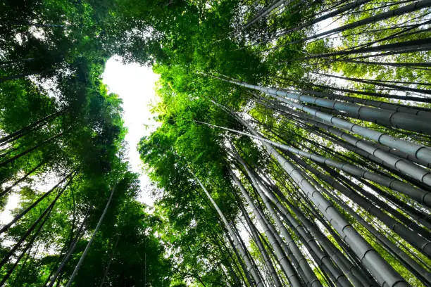 Bamboo Groves in Kyoto Japan