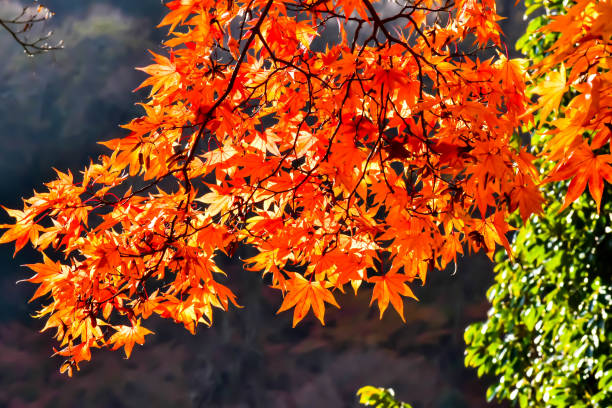 istock Maple Leaves in Japan 956119546