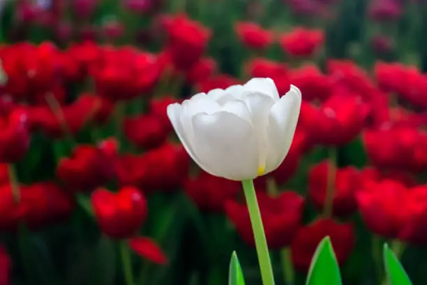 beautiful tulips in isolated, field and background of your choice