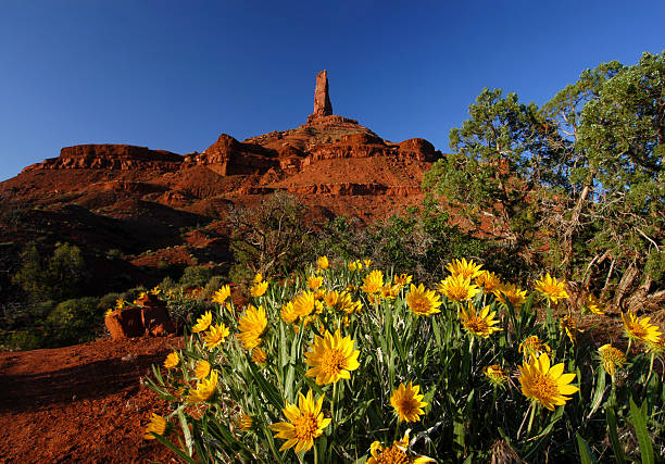 Castleton Tower, Moab stock photo