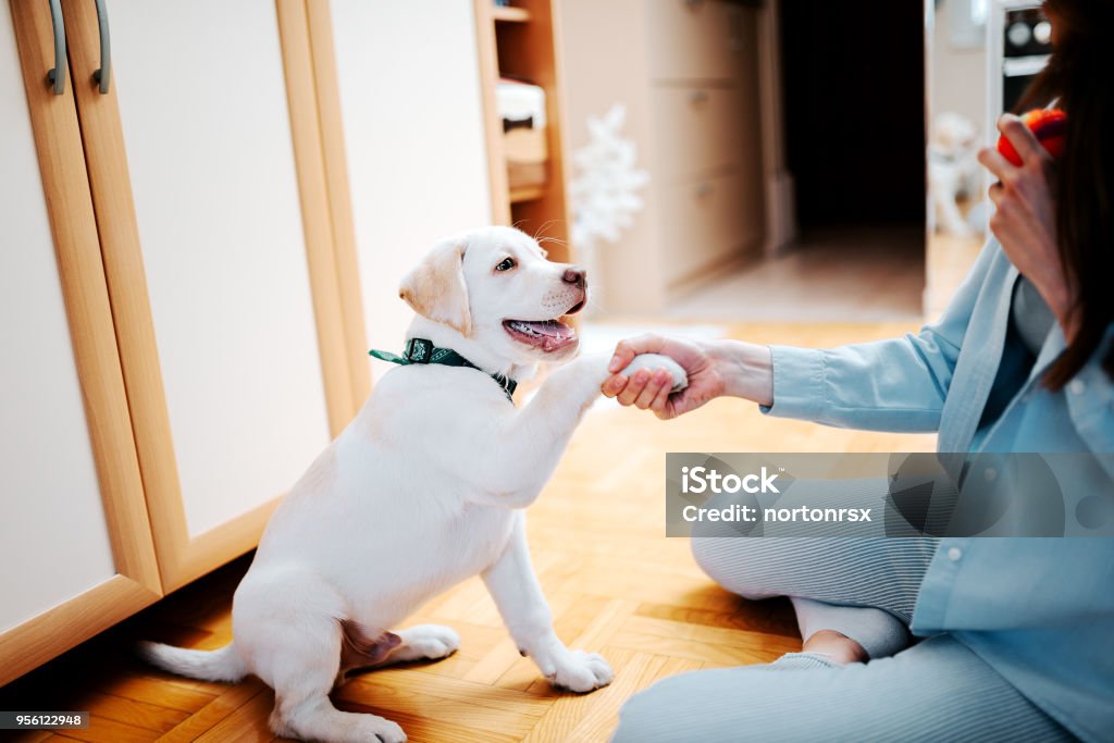 Enseñar a un cachorro a dar una pata. - Foto de stock de Cachorro - Perro libre de derechos