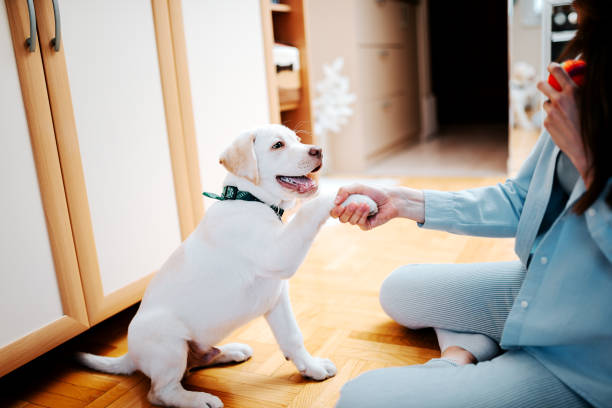 insegnare a un cucciolo a dare una zampa. - corso di addestramento foto e immagini stock