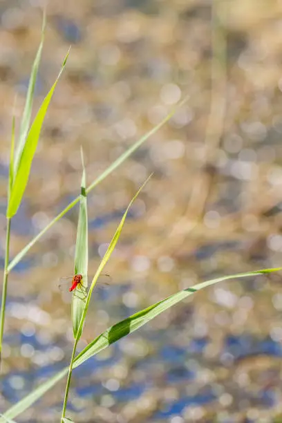 Red dragonfly perched on a green blade of grass in a pond