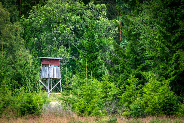 istock Wooden hunting tower in a green forest 956124654