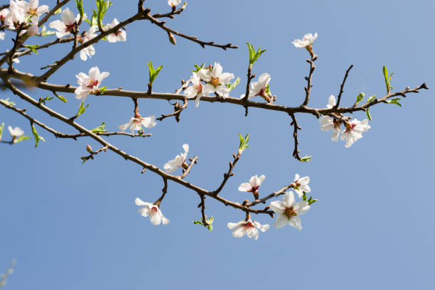 istock Spring white flowers on a tree against the blue sky.Spring Cherry blossoms flowers. 956128080