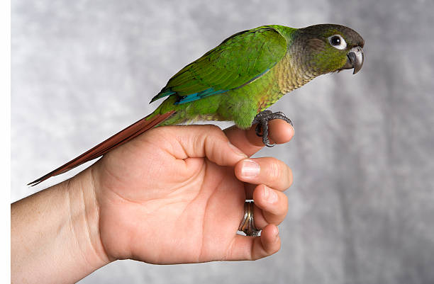 istock Green-Cheeked Conure Perched on a Hand 95612999