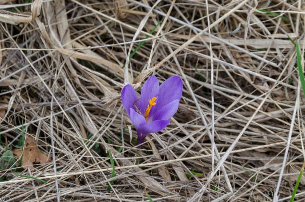istock Beautiful spring purple crocus flowers in the glade, Plana mountain 956130442