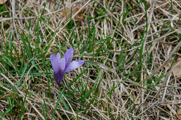 istock Beautiful spring purple crocus flowers in the glade, Plana mountain 956130508