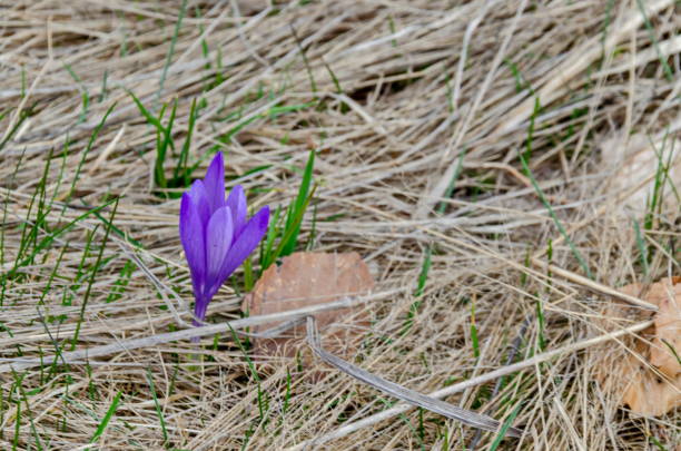 istock Beautiful spring purple crocus flowers in the glade, Plana mountain 956130606