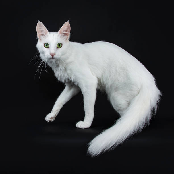istock Solid white Turkish Angora cat with green eyes walking side ways isolated on black background looking straight in camera with tail hanging down 956130718
