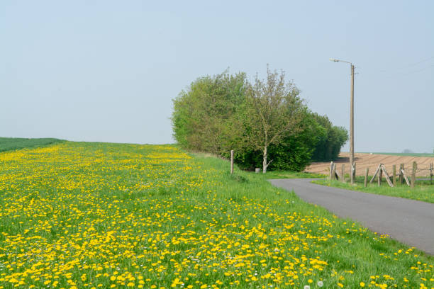 istock Spring fields panorama landscape with fresh green grass and buttercup yellow flowers 956133260