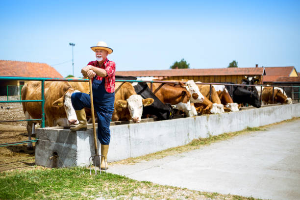 istock Farmer fooding and examining his herd 956134558