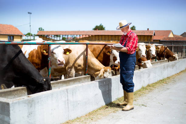 istock Farmer fooding and examining his herd 956134680