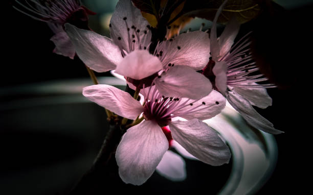 istock Blossoming Cherry Plum Flower 956136742