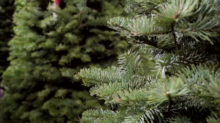 christmas tree farm