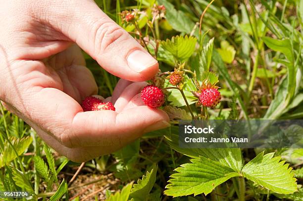 Photo libre de droit de Des Fraises banque d'images et plus d'images libres de droit de Aliment - Aliment, Aliments et boissons, Antioxydant