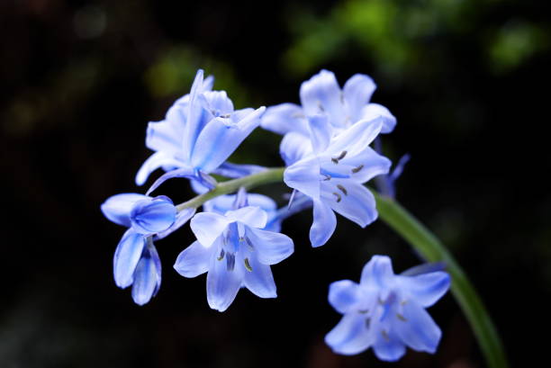 Hybrid Bluebell (Hyacinthoides x massartiana) stock photo