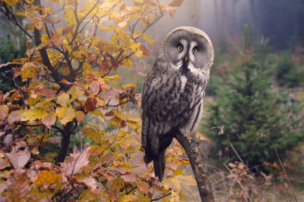 Great grey owl in forest, Strix Nebulosa