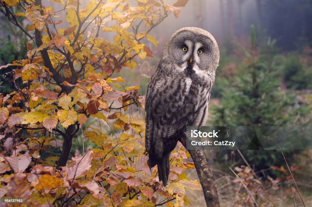 Great grey owl in forest, Strix Nebulosa wise owl sitting on branch looking at camera in autumn forest, back lit Owl Stock Photo